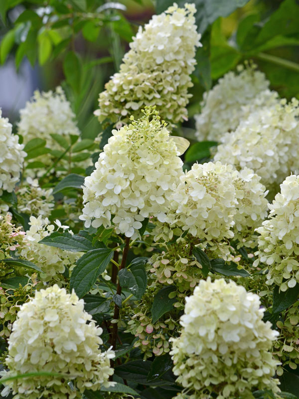 Blütenköpfe Rispenhortensie Bobo Mehrere Bluetenkoepfe der Rispenhortensie Bobo