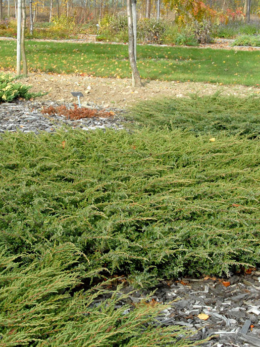 juniperus-repanda Kriechwacholder Repanda