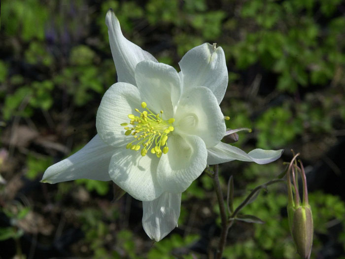weisse-akelei Aquilegia caerulea 'Kristall', Weiße Akelei, nordamerikanische Akelei
