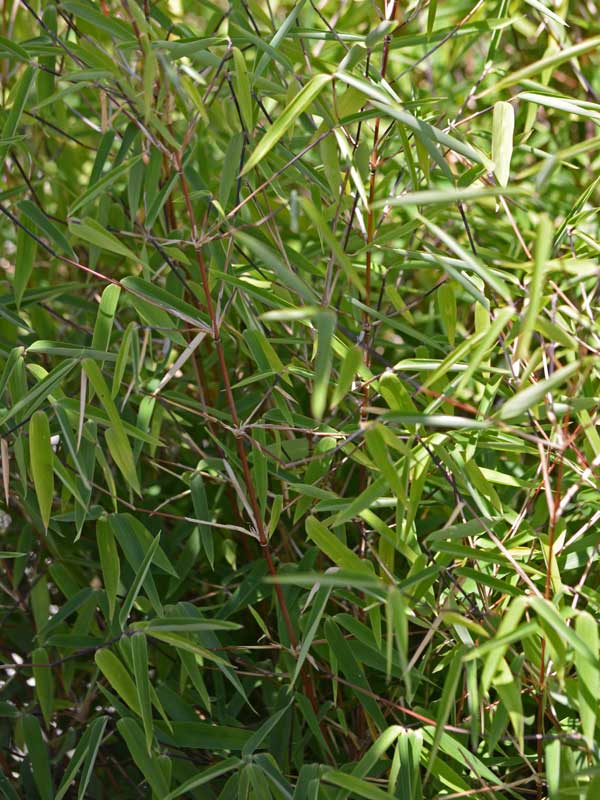 Nahaufnahme einer Jade-Bambus-Jungpflanze