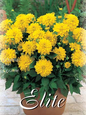 cesanne_76302_0 Gallery-Dahlie 'Cèzanne', Dahlia (Art.Nr. 520524)