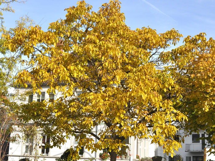 walnuss-herbst55599aee85a48