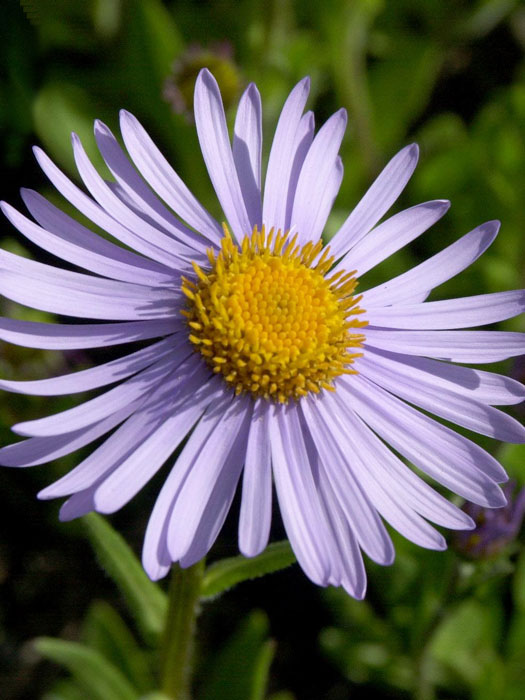 aster-wartburgstern Aster tongolensis 'Wartburgstern' (M), Vorsommer-Aster, Chinesische Aster