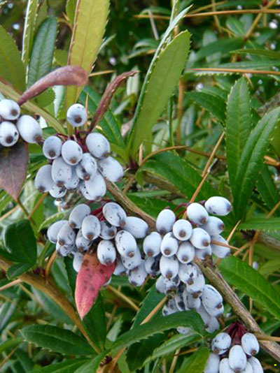 berberis_julianae_4_44085_4_44085_4