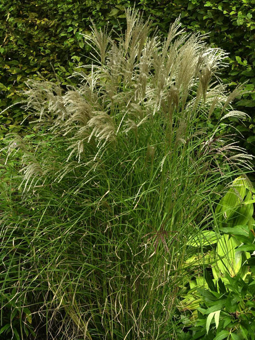 miscanthus-kleine-fontaene