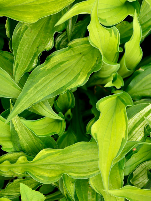 hosta-albopicta Hosta x fortunei 'Albopicta' (syn. 'Aureomaculata'), Garten-Funkie, Grünrand-Funkie, Herzblatt-Lilie