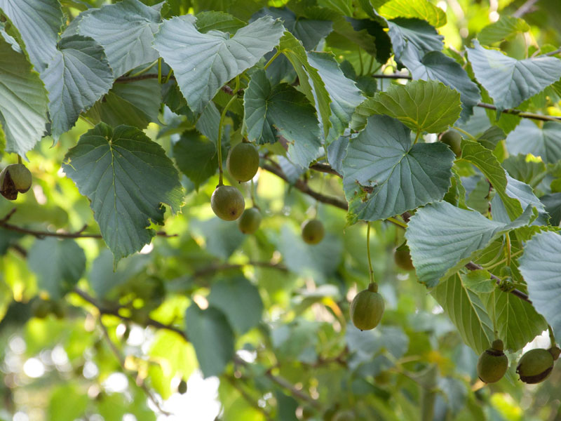 davidia-involucrata-frucht