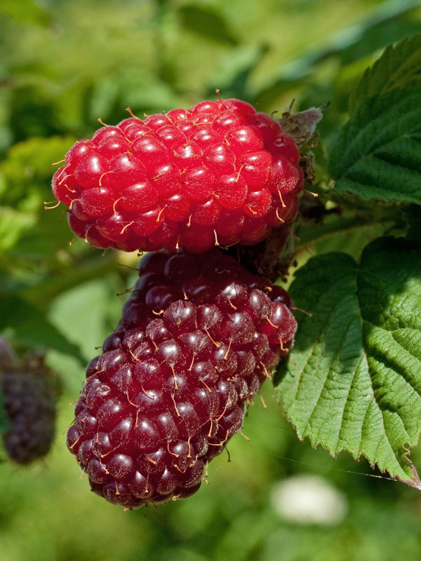 Him-/Brombeere Tayberry Buckingham