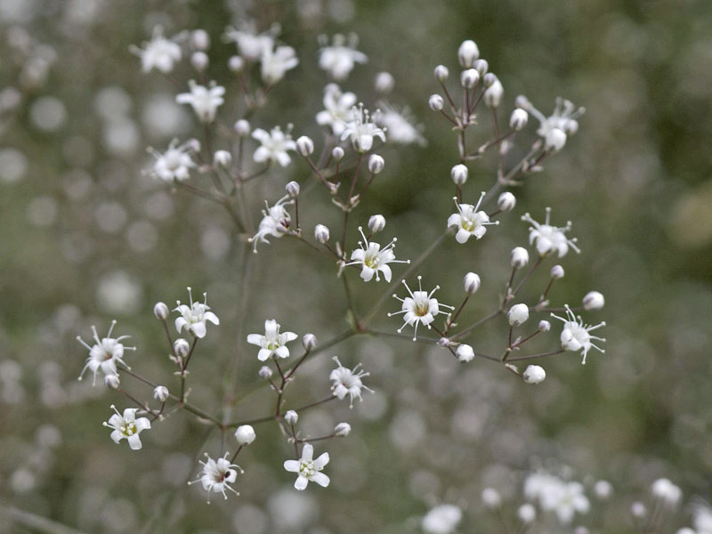 Nahaufnahme der Bluete von Gypsophila paniculata