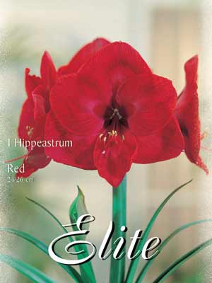 hippeastrum_rot_76887_0 Amaryllis rot, Hippeastrum (Art.Nr. 596368)