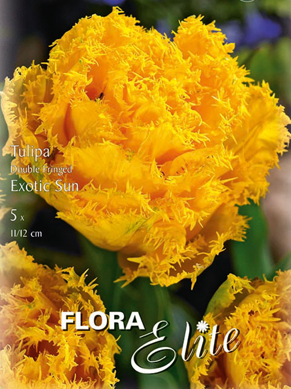 Gefüllte gefranste Tulpe Exotic Sun gelb