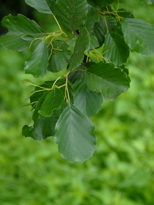 schwarzerle-blatt Alnus glutinosa, Schwarz-Erle, Rot-Erle