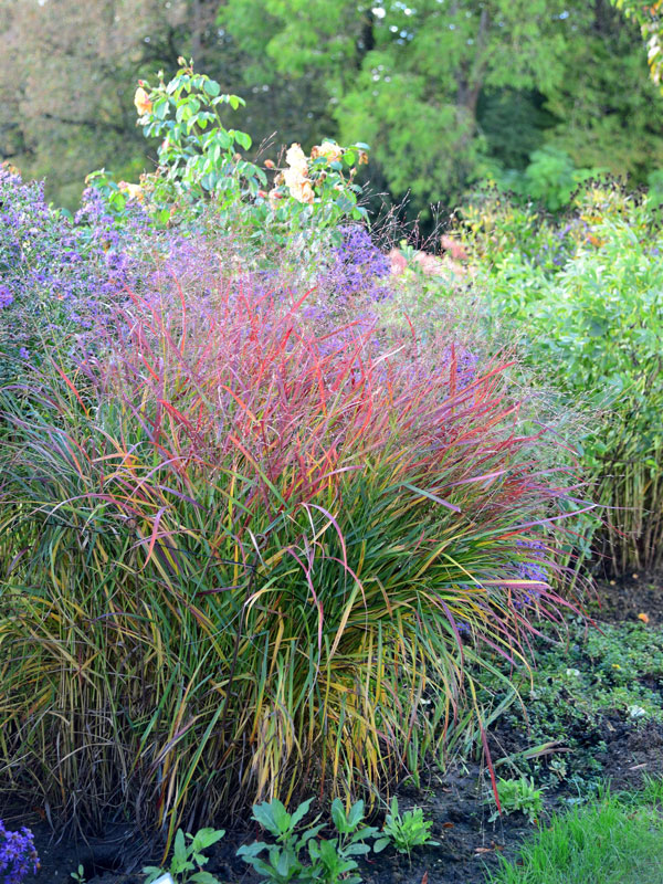 rutenhirse-haense-haerms Panicum virgatum 'Hänse Herms', Rutenhirse