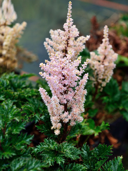 astilbe-perkeo Rosarote Blüte der krausen Zwergspiere 'Perkeo'