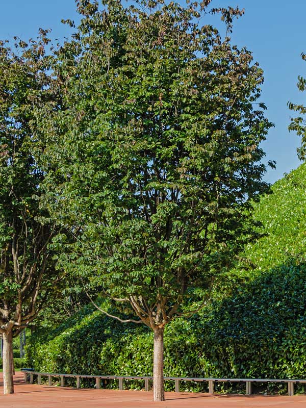 Parrotia persica als Hochstamm geschnitten