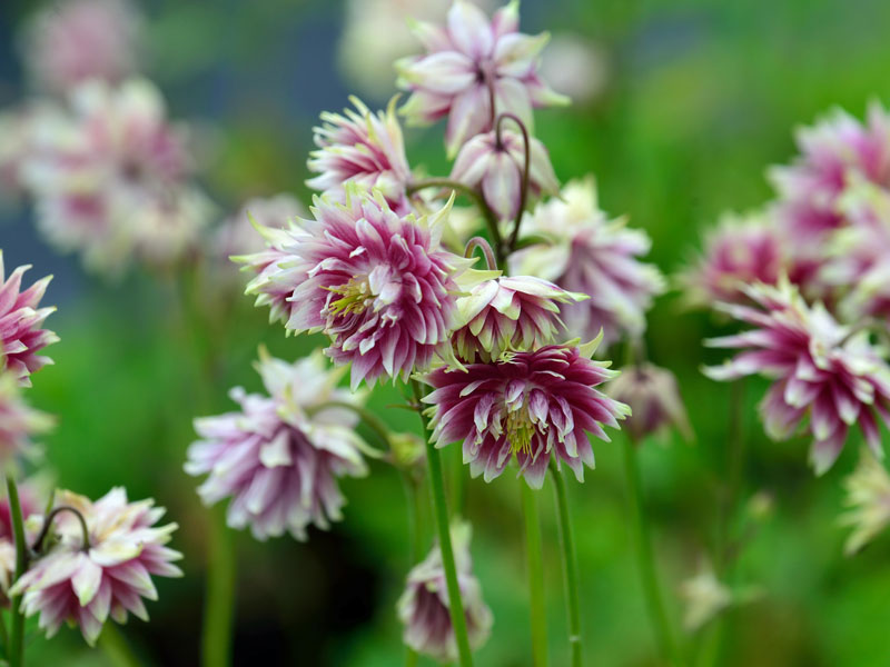 aquilegia-nora-barlow Aquilegia x cultorum 'Nora Barlow', Gefüllte Akelei