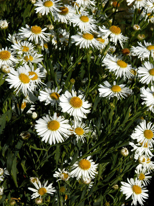 boltonia-snowbank Boltonia asteroides 'Snowbank', Sternwolkenaster, Scheinaster