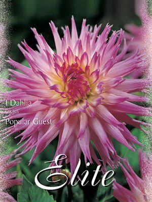 dahlia_kaktus_popular_guest_77484_0 Kaktus-Dahlie 'Popular Guest', Dahlia (Art.Nr. 520068)