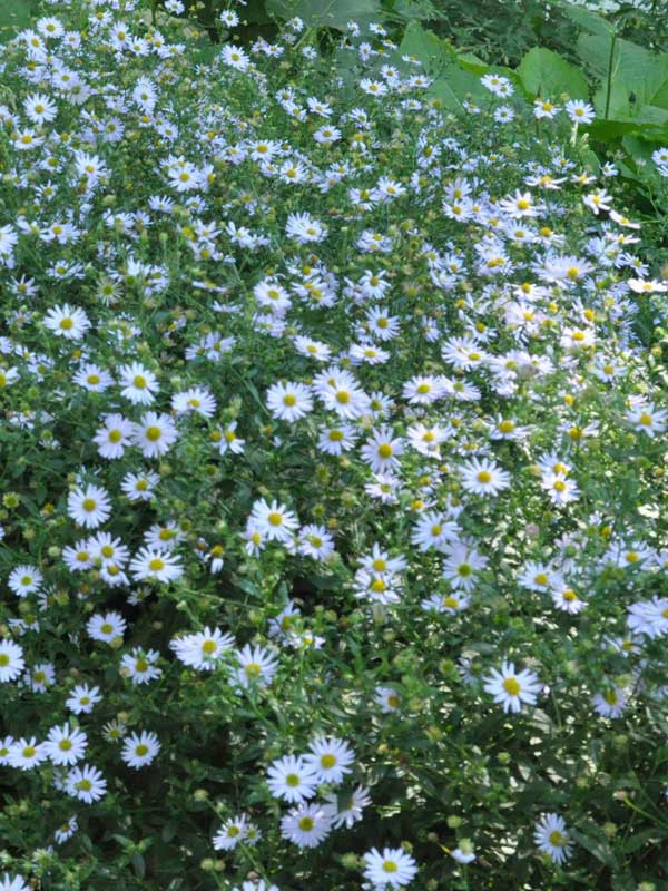 Beetbepflanzung von Kalimeris incisa Blue Star
