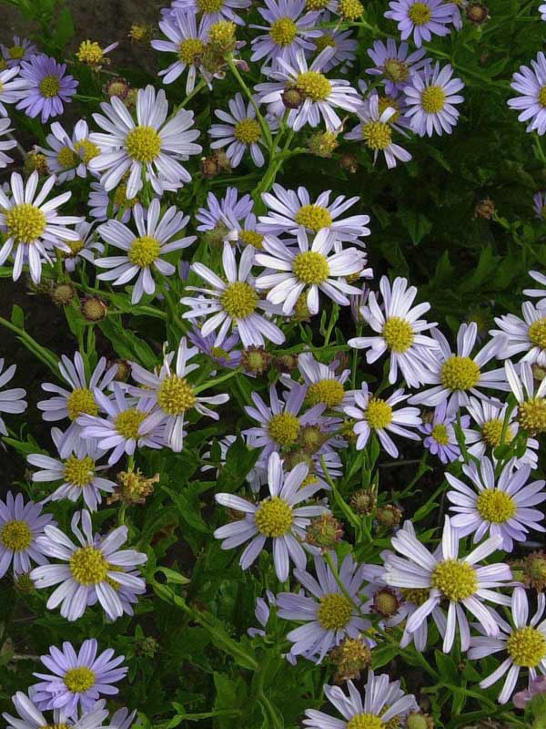 Kleinbleibende Kalimeris Nana blue von oben