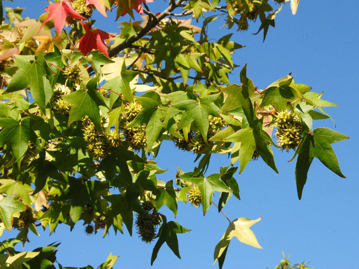 amberbaum-blatt Amberbaum Blatt