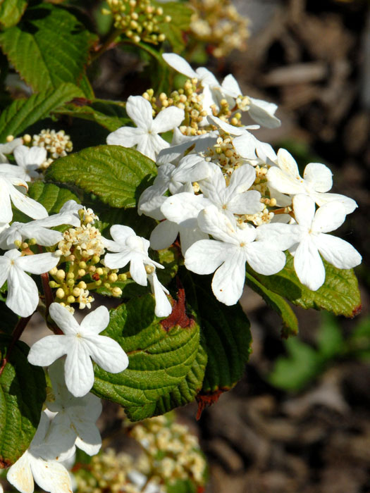 viburnum-watanabe Japanischer Zwergschneeball Blüte