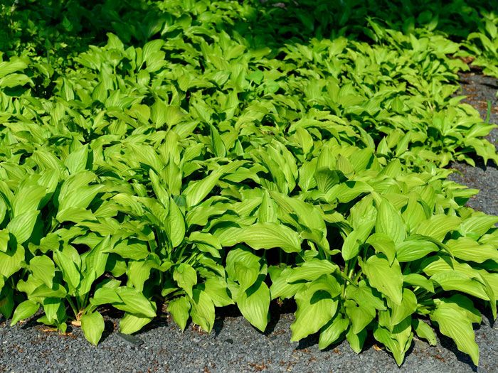 hosta-royal-standard