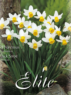 narcissus_jack_snipe_cyclam Miniatur-Narzisse 'Jack Snipe' (Art.Nr. 596110)