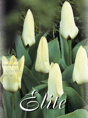 tulipa_concerto_kaufmanniana Kaufmanniana-Tulpe 'Concerto' (Art.Nr. 595816)