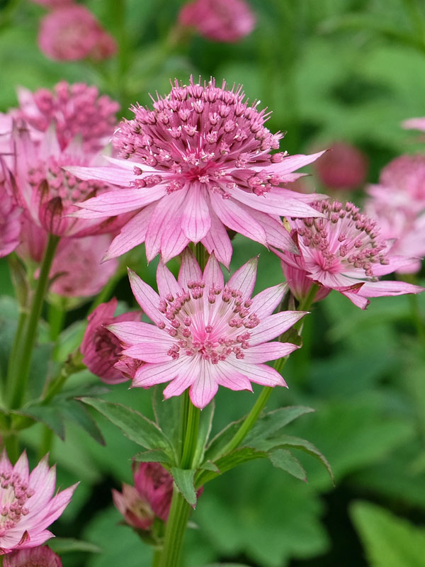 Bluete der Astrantia major Primadonna