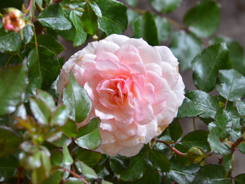 Bluete der Rose Bremer Stadtmusikanten