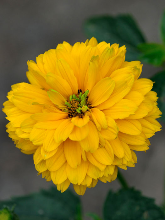 heliopsis-goldgruenherz Heliopsis scabra 'Goldgrünherz', Sonnenauge