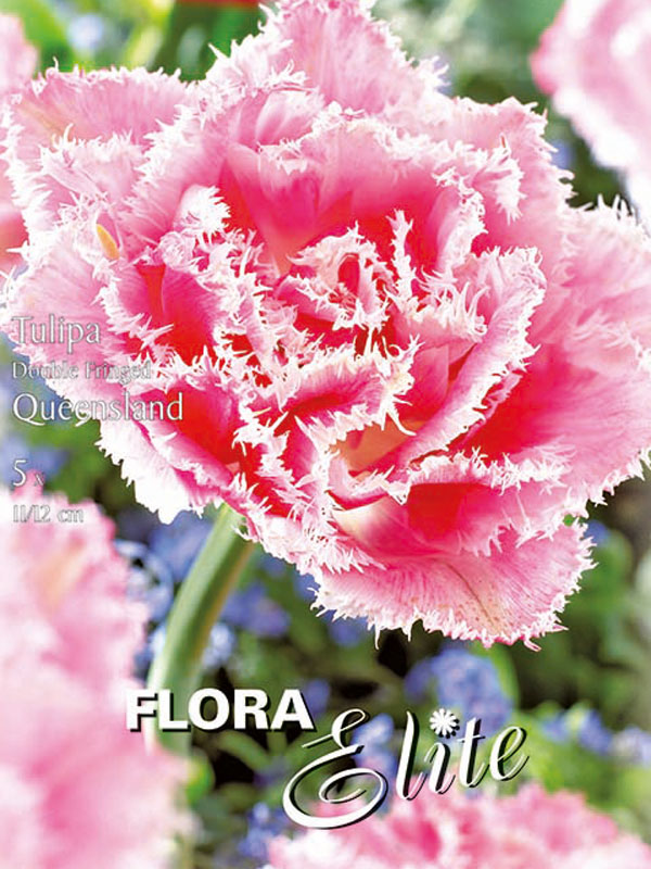 Gefüllte gefranste Tulpe Queensland rosa mit weißem Rand