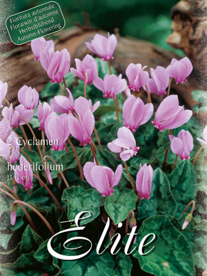 cyclamen_hederifolium_76901_0 Herbstblühendes Alpenveilchen, Cyclamen hederifolium (Art.Nr. 596598)