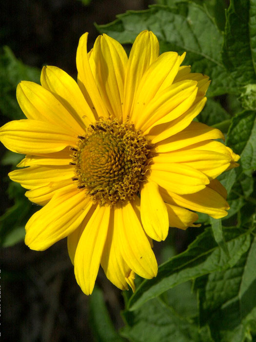 heliopsis-spitzentaenzerin