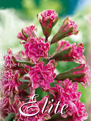 Hyazinthe 'Eros' (Art.Nr. 595086)