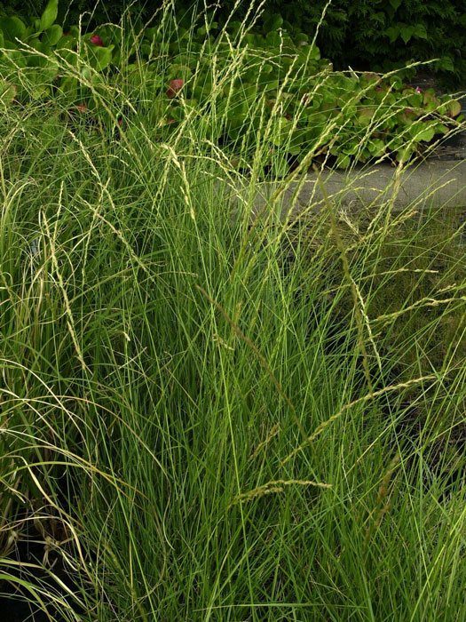 festuca-mairei Festuca mairei, Atlas-Schwingel