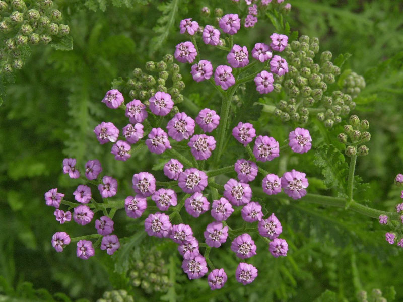 Nahaufnahme Achillea 'Lilac Beauty' Nahaufnahme einer Achillea Lilac Beauty