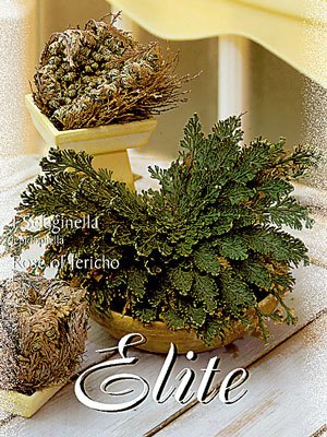 selaginella_76927_0 Rose von Jericho, Selaginella lepidophylla (Art.Nr. 597334)