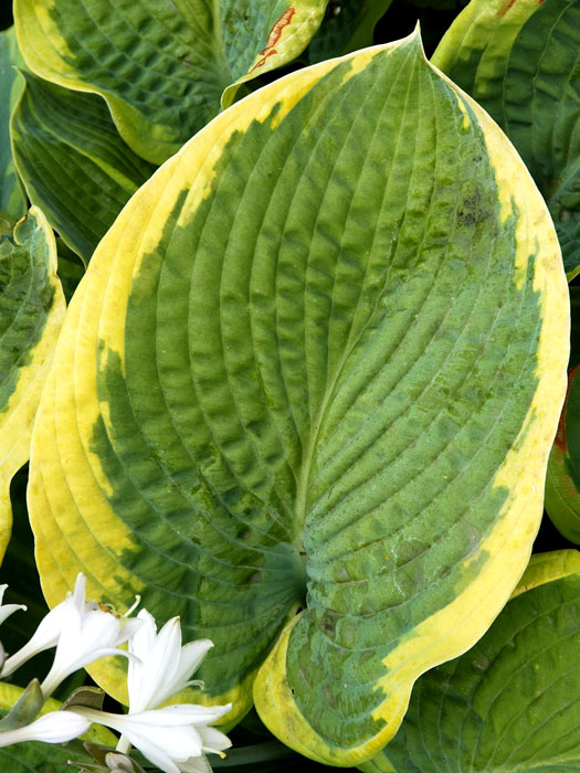 hosta-francess-williams Hosta sieboldiana 'Frances Williams', Blaue Gelbrand-Funkie, Herzblatt-Lilie