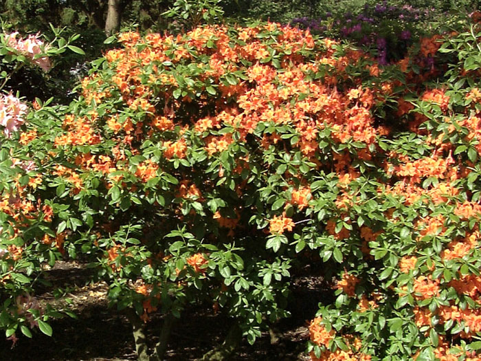 coccinea-speciosa