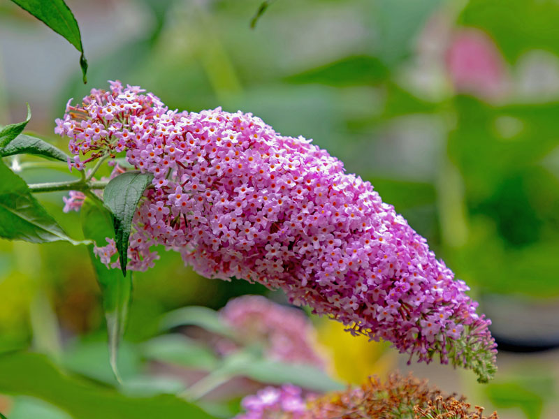 Bluete des Buddleja davidii Butterfly Candy Little Pink