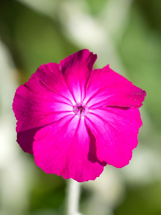 lychnis-coronaria Lychnis (syn. Silene) coronaria, Himalaya-Lichtnelke, Kronen-Lichtnelke, Samtnelke