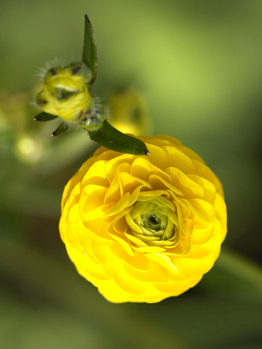 Ranunculus acris 'Multiplex', Gefüllter Hahnenfuß, Scharfer Hahnenfuß