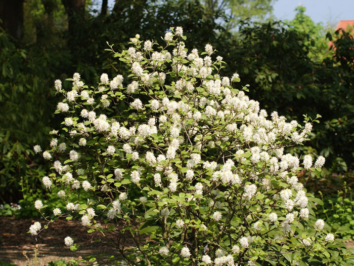 fothergilla-major Der Federbuschstrauch während der Blütezeit