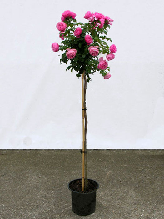 leonardo-da-vinci-stamm Rosen-Stämmchen Leonardo da Vinci ® - Meilland