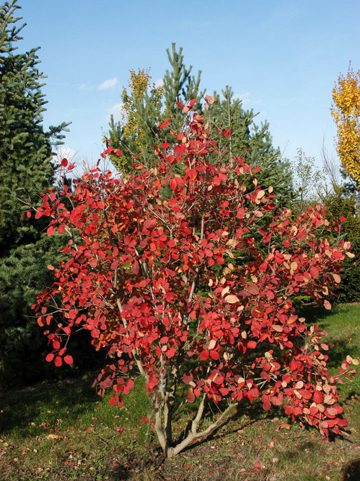 cotinus-young-lady Herbstfärbung des Perückenstrauchs 'Young Lady'