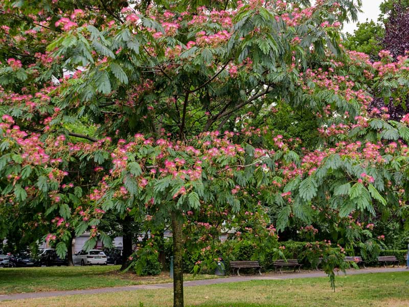 Albizia julibrissin Ombrella Baum
