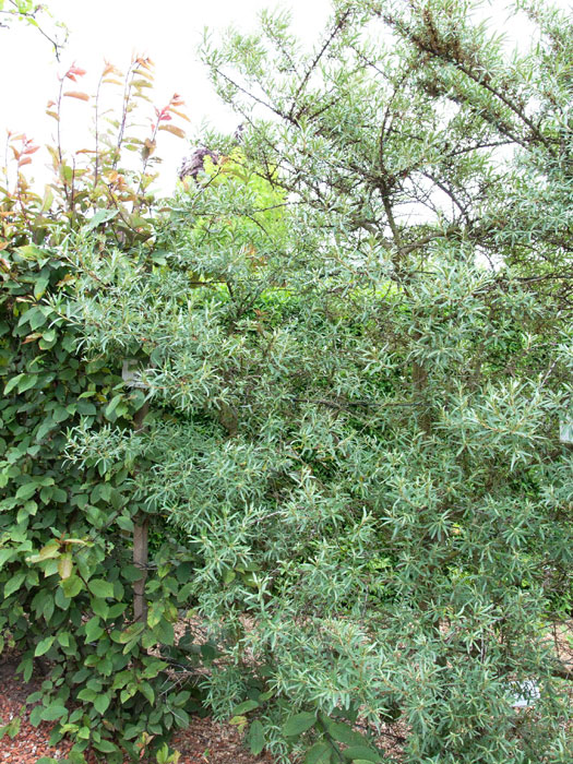 sanddorn-pollmix Sanddorn Pollmix