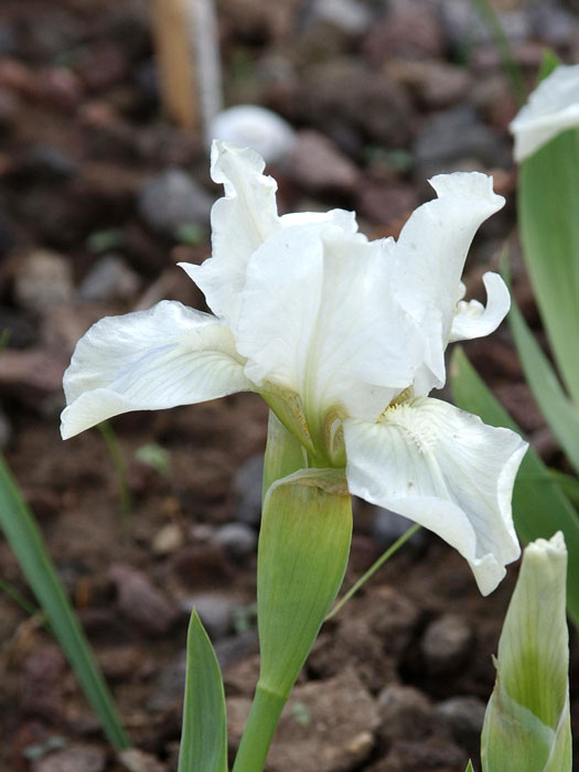 Iris x barbata-nana 'White Gem', Zwerg-Bartiris, Zwerg-Schwertlilie